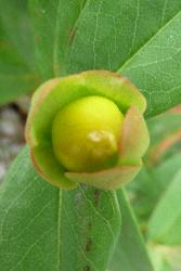 Hypericum calycinum flower bud with prominent sepals 9.0–13.0 mm long.
 Image: M.I. Dawson © M. I. Dawson 2010 